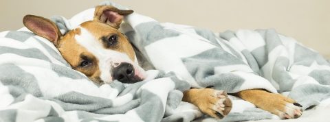 Cómo actuar cuando tu perro tiene leucemia