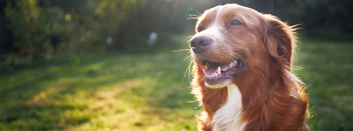 Qué es el embarazo psicológico en perros