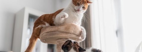 Las 5 razas de gato más sociables