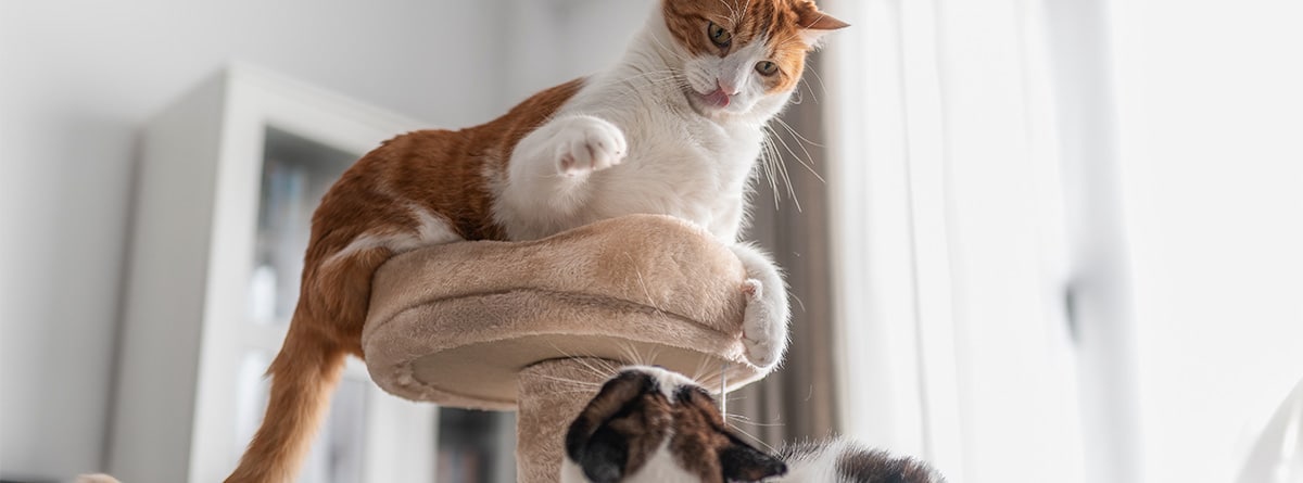 Las 5 razas de gato más sociables