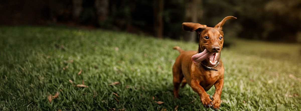 Seguros de Animales. Contrata online y gana hasta 30€ en tarjeta regalo