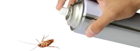 Cómo saber si hay una plaga de insectos en casa