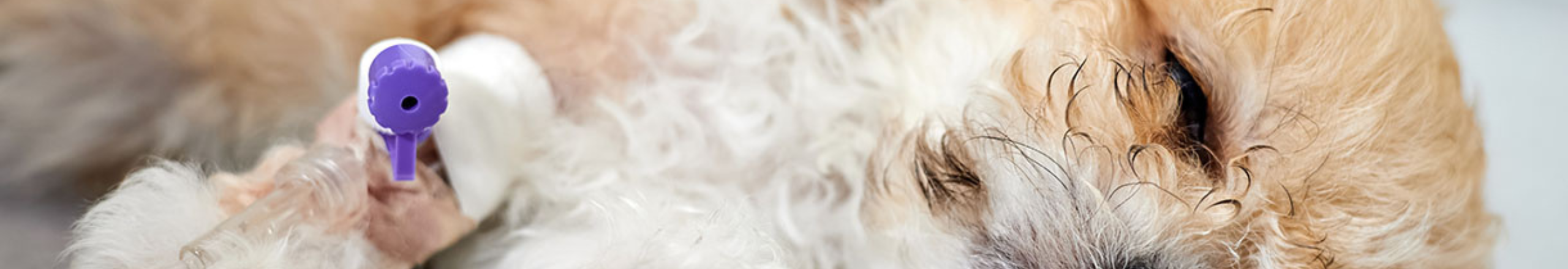 Infección uterina en perras