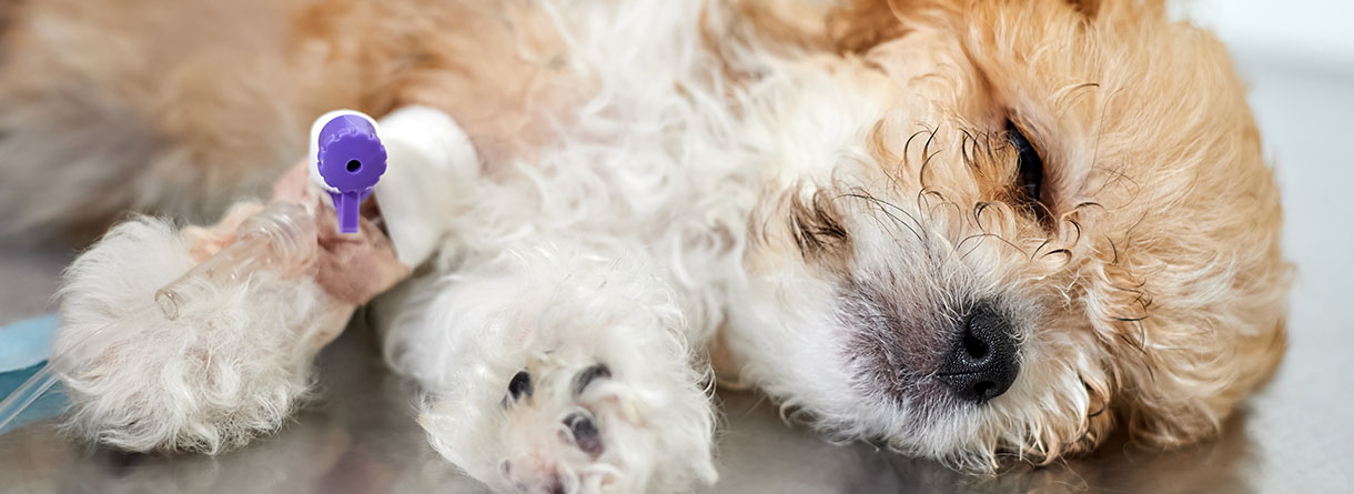 Infección uterina en perras