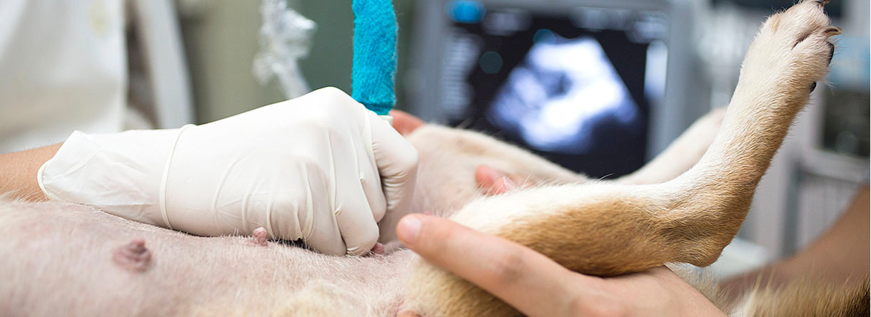 Diarrea en perros, ¿tengo que preocuparme?