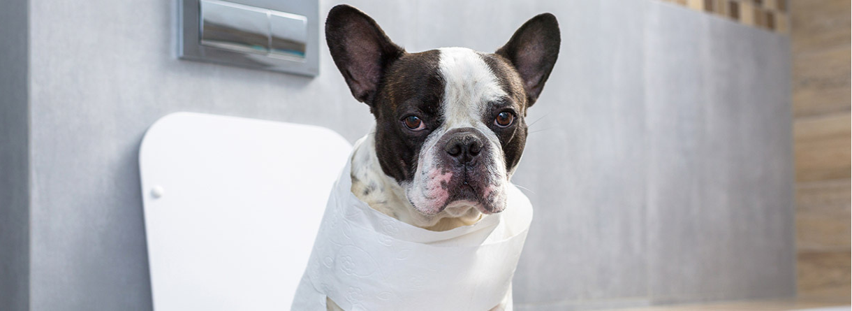 Diarrea en perros, ¿tengo que preocuparme?