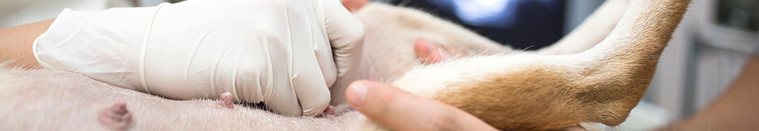 Diarrea en perros, ¿tengo que preocuparme?