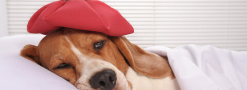 Cómo saber si mi perro tiene fiebre