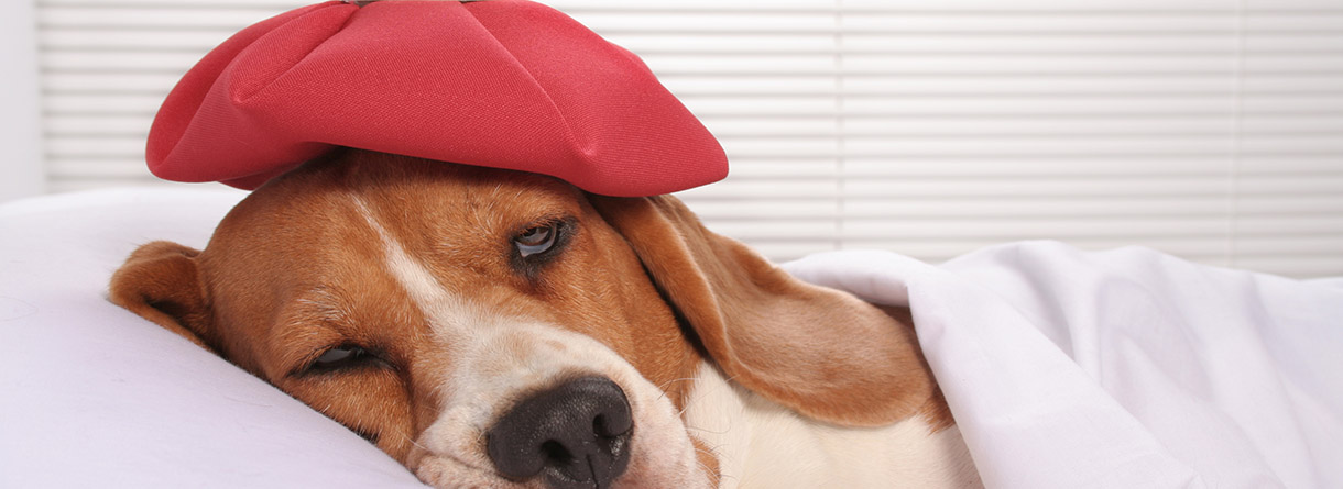 Cómo saber si mi perro tiene fiebre