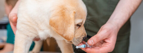 Comida con vitaminas o medicación, ¿cómo conseguir que se la tomen?