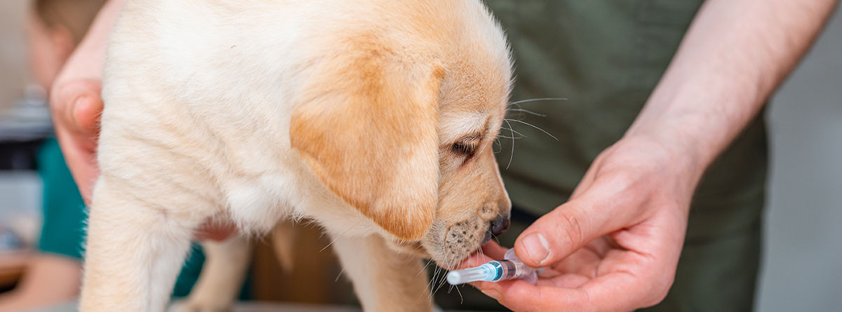 Comida con vitaminas o medicación, ¿cómo conseguir que se la tomen?