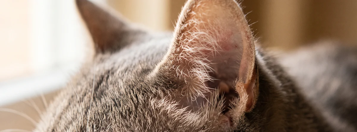 Detalle de calva circular y piel escamosa en la oreja de un gato, síntoma característico de tiña felina.